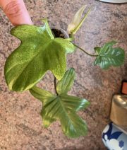 IMG_0470.jpeg