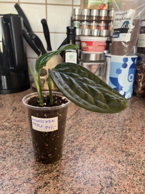 Monstera Peru