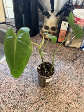 Philodendron Paraiso Verde
