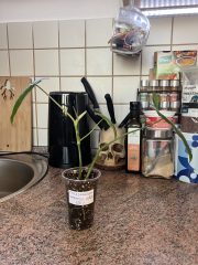 IMG_0462.jpeg