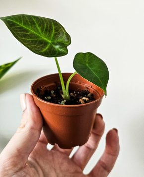Alocasia regal shields