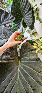 Alocasia regal shields