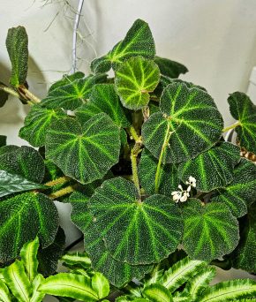 Begonia soli-mutata