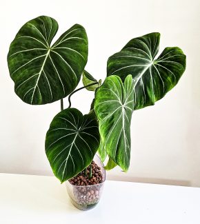 Philodendron gloriosum
