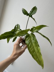 IMG_4828.jpeg