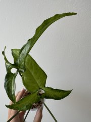 IMG_4824.jpeg