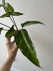 IMG_4823.jpeg