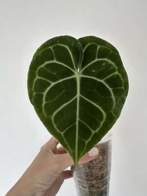 Anthurium clarinervium