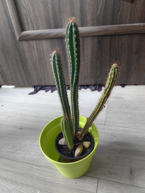 kaktus