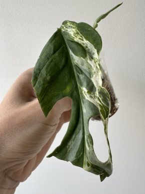Monstera indonesian marble