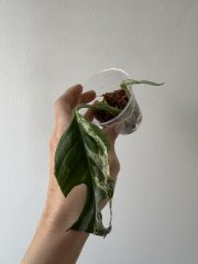 IMG_4863.jpeg