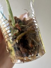 IMG_4862.jpeg