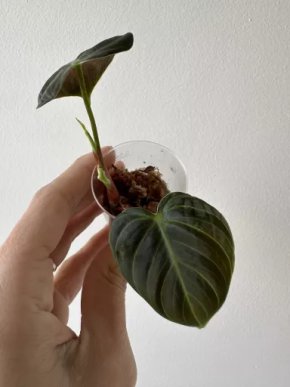 Philodendron El Choco Red