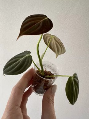 Philodendron melanochrysum