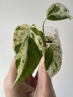 Epipremnum pinnatum variegata
