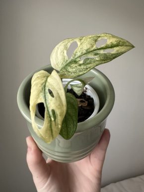 Monstera adansonii variegata #1