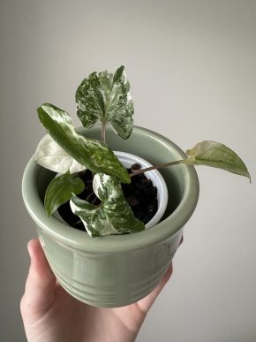 Syngonium albo