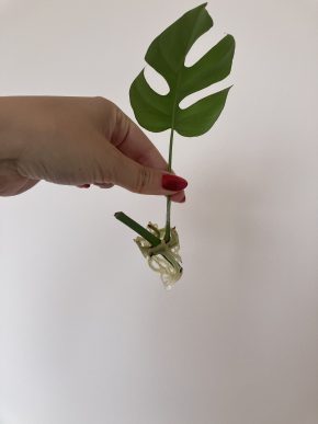Monstera Adansonii Monkey Mask Kopie