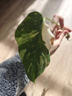 Monstera Thai Constellation řízek