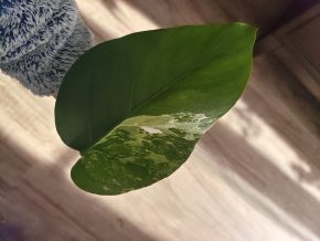 Monstera deliciosa albo variegata