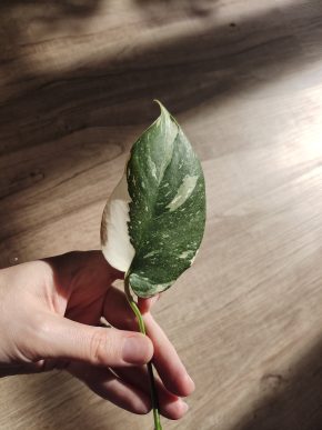 Monstera Thai Constellation řízek