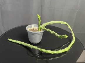 Ceropegia Stapeliiformis