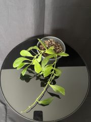 IMG_5441 2.JPG