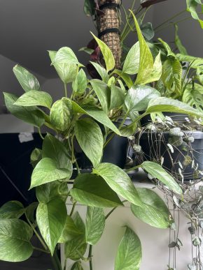 Scindapsus Marble Queen