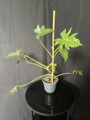 Philodendron radiatum