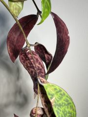IMG_2797.jpeg