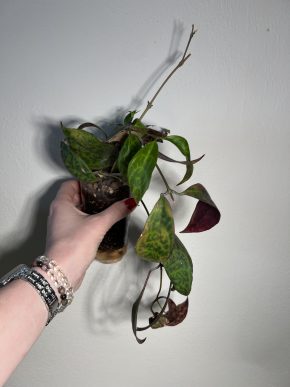 Aeschynanthus marmoratus