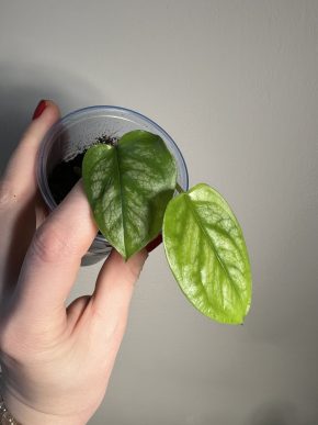 Monstera siltepecana 2v1