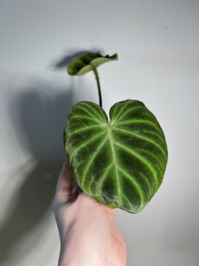 Philodendron verrucosum