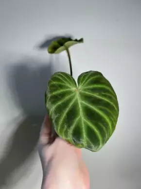 Philodendron verrucosum