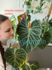 IMG_6660.jpg