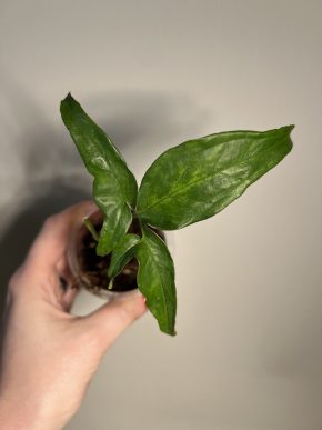 Syngonium angustatum