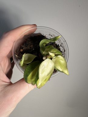 Philodendron hederaceum 'Cream Splash'