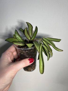 Hoya wayetii