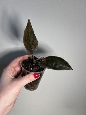 Syngonium erythrophyllum 'Red Arrow'