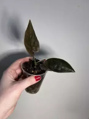 Syngonium erythrophyllum 'Red Arrow'
