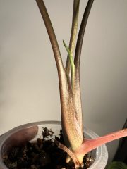 IMG_2827.jpeg