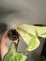 IMG_2826.jpeg