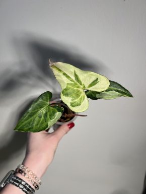 Syngonium podophyllum 'Three kings'