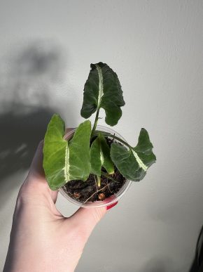 Syngonium wendlandii