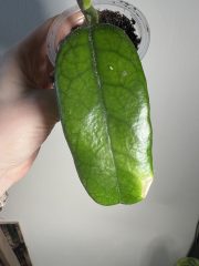 IMG_2834.jpeg