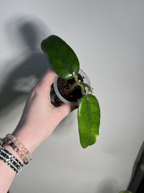 Hoya globulosa