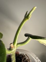 IMG_2836.jpeg