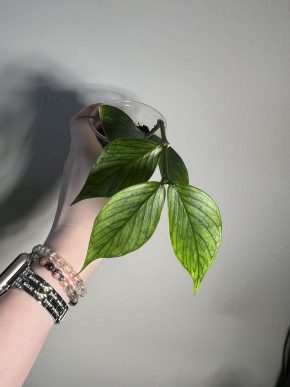 Hoya polyneura