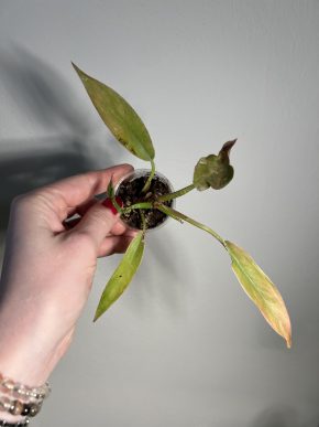 Philodendron ‘Ring of Fire’