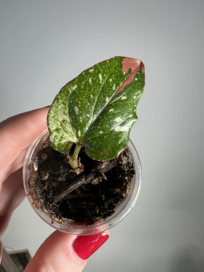 baby Syngonium podophyllum ‘Red spot tricolor’